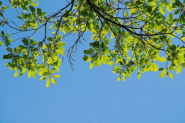 포토 JPG 해외이미지 식물 템플릿 디자인 백그라운드 잎 패턴 자연 추상 프레임 사람없음 목재 초록색 여름 빛 환경 봄 젖음 성장 물방울 신선 작음 유기농 질감 내추럴 인공 해외포토 나무 웰빙 계절 컬러 무늬 재료 크기 생태계 파일형식 이미지허브