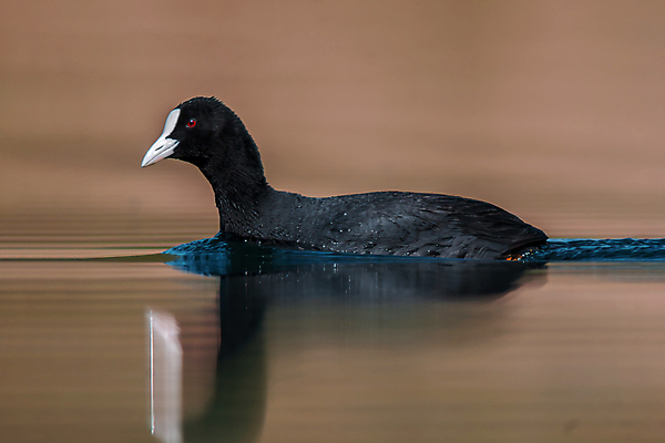 포토 JPG 해외이미지 동물 응시 계절 남자 유럽 야생동물 날개 자연 조류 서기 앉기 사람없음 야외 뷰티 갈색 수영 회색 나뭇가지 연못 작음 깃털 꼬리 부리 내추럴 동물상 해외포토 나무 시선 나라 컬러 모션 사람 조형물 수상스포츠 크기 생태계 파일형식 이미지허브