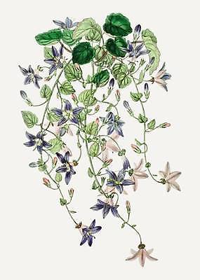 EPS 해외이미지 꽃 줄기 잎 일러스트 사람없음 빈티지 남색 그림 손그림 감성 캄파눌라 해외일러스트 식물 컬러 컨셉 파일형식 벡터 이미지허브