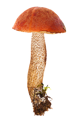 포토 JPG 해외이미지 1 계절 음식 줄기 백그라운드 재료 자연 사람없음 빨간색 여름 버섯 수확 가을 흰색 신선 맛 숲 오브젝트 싱글 유기농 날것 내추럴 고립 곰팡이 그물버섯 식용 캡모자 맛있는 해외포토 식물 모자_잡화 웰빙 컬러 컨셉 농업 생태계 파일형식 이미지허브