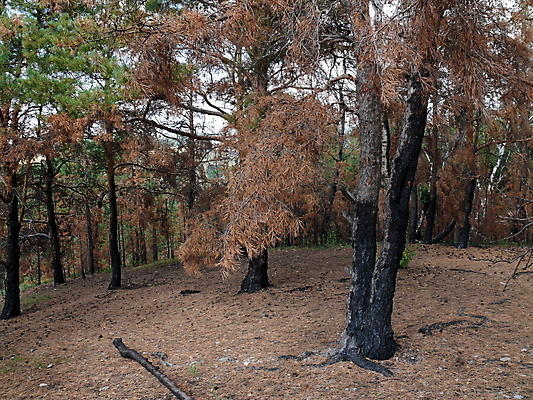 포토 JPG 해외이미지 나무 선 자연 하늘 산 사람없음 초록색 여름 검은색 소나무 숲 언덕 러시아 줄서기 해외포토 식물 계절 유럽 컬러 모션 생태계 파일형식 이미지허브