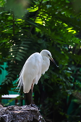 포토 JPG 해외이미지 나무 동물 공원 호수 야생동물 백그라운드 자연 조류 낚시 서기 사람없음 야외 초록색 물 환경 흰색 나뭇가지 우아함 습지 큼 왜가리 깃털 부리 목 내추럴 동물상 해외포토 자연요소 식물 공공시설 컬러 컨셉 모션 레저 신체부위 조형물 크기 생태계 파일형식 이미지허브