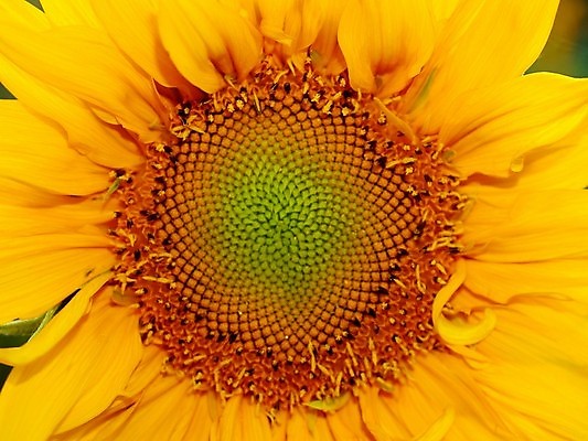 포토 JPG 해외이미지 모양 나무 꽃 도로 백그라운드 밭 농업 하늘 날씨 추상 사람없음 야외 초록색 농작물 뷰티 농장 노란색 평화 맑음 시골 신선 땅 밀 보리 기하학 밭일 트란실바니아 파스텔톤 평야 해외포토 식물 산업 길 컬러 컨셉 무늬 교통시설 자연 곡류 루마니아 파일형식 이미지허브