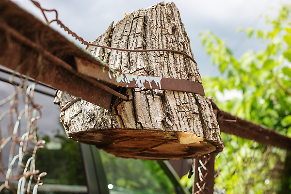 포토 JPG 해외이미지 나무 식물 자연 거리 사람없음 야외 목재 초록색 여름 울타리 갈색 환경 금속 정원 성장 철 올가미 벌집 내추럴 생태학 수목 옛날 철강 생존 해외포토 계절 교육 컬러 재료 재질 담장 생태계 파일형식 이미지허브