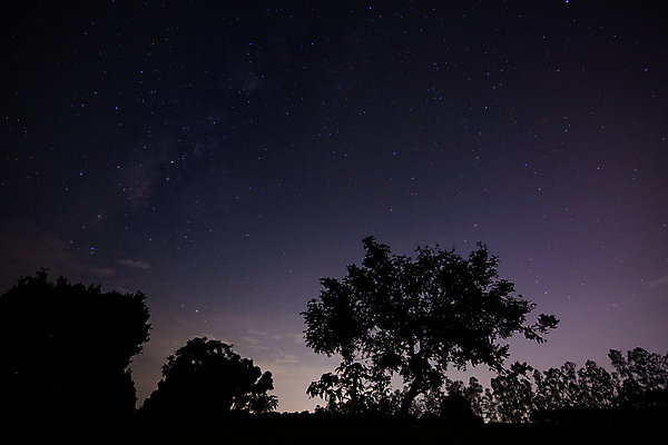 포토 JPG 해외이미지 나무 실루엣 별 밤하늘 사람없음 야외 보라색 분위기 야간 감성 몽환 해외포토 자연요소 식물 컬러 컨셉 하늘 촬영기법 파일형식 이미지허브