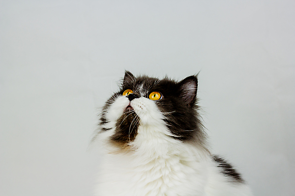 포토 JPG 해외이미지 동물 1 응시 백그라운드 장난 포유류 털 서기 앉기 사람없음 초록색 반려동물 갈색 고양이 줄무늬 회색 흰색 달콤 조립 고립 기르기 해외포토 시선 컬러 무늬 모션 맛 돌봄 파일형식 이미지허브