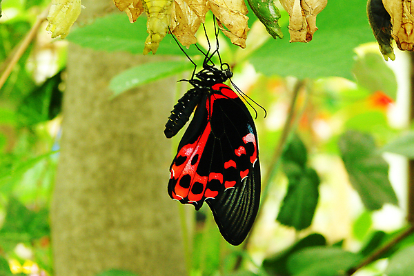 포토 JPG 해외이미지 동물 1 꽃 야생동물 나비 곤충 백그라운드 신체 날개 오렌지 자연 새로움 매달리기 사람없음 야외 가로 빨간색 초록색 여름 빛 햇빛 뷰티 노란색 환경 정원 검은색 무대 흰색 변화 닫기 공작 서명 내추럴 변태 취급주의 해외포토 식물 계절 컬러 컨셉 과일 모션 조류 경고 태양 생태계 파일형식 이미지허브