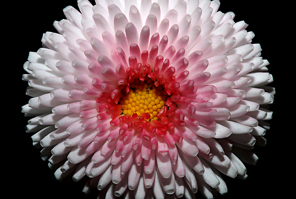 포토 JPG 해외이미지 식물 계절 꽃잎 꽃 유럽 분홍색 꽃무늬 자연 잔디 사람없음 야외 초록색 노란색 정원 봄 성장 벚꽃 흰색 원형 작음 원예 데이지 내추럴 해외포토 도형 나라 컬러 무늬 취미 크기 생태계 파일형식 이미지허브