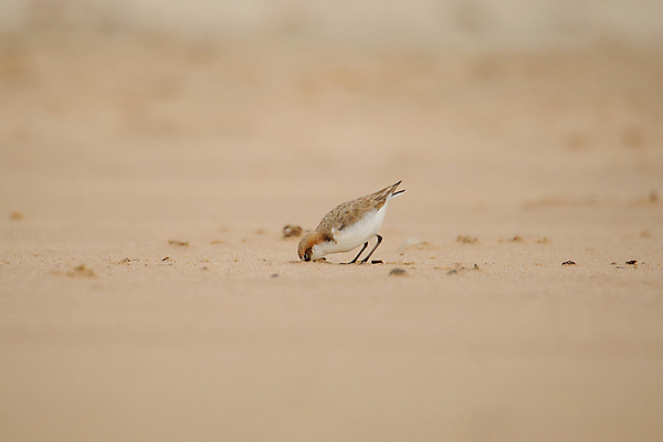포토 JPG 해외이미지 동물 야생동물 모래 바다 백그라운드 날개 자연 조류 사람없음 야외 물 환경 흰색 작음 깃털 부리 서식지 동물상 서쪽 해외포토 자연요소 컬러 조형물 크기 방향 생태계 파일형식 이미지허브
