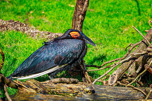 포토 JPG 해외이미지 동물 북아메리카 자연 조류 동물원 사람없음 야외 가로 컬러풀 미국 닫기 카피스페이스 해외포토 컬러 모션 아메리카 공백 생태계 파일형식 이미지허브