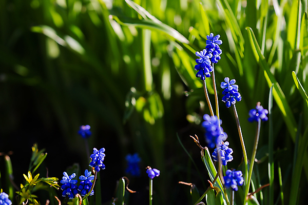 포토 JPG 해외이미지 식물 계절 꽃잎 꽃 백그라운드 꽃무늬 밭 자연 포도 사람없음 초록색 여름 파란색 뷰티 정원 보라색 봄 들꽃 성장 벚꽃 소프트포커스 작음 원예 블루벨 히아신스 해외포토 컬러 무늬 농업 과일 촬영기법 취미 크기 생태계 파일형식 이미지허브
