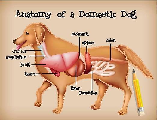 EPS 해외이미지 클립아트 동물 과학 신체 일러스트 포유류 해부 생물 세포 털 미술 하트 오르간 개 만화 그림 생물학 클립 간 미생물 시스템 리빙 송곳니 고립 동물상 지라 해외일러스트 모양 교육 의학 문화예술 조형물 장기_의학 건반악기 치아 파일형식 벡터 이미지허브