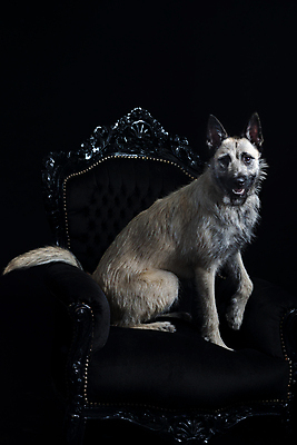 포토 JPG 해외이미지 동물 여자 의자 포유류 검은배경 앉기 사람없음 빛 소파 금발 양치기 개 꼬리 고립 해외포토 직업 헤어스타일 가구 백그라운드 모션 사람 검은색 파일형식 이미지허브