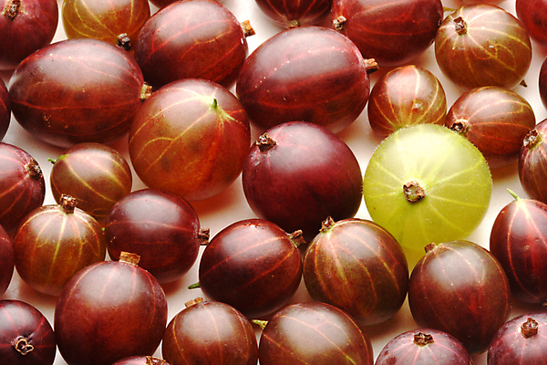 포토 JPG 해외이미지 백그라운드 사람없음 초록색 하이앵글 자주색 가득함 구스베리 해외포토 열매 뷰포인트 컬러 파일형식 이미지허브