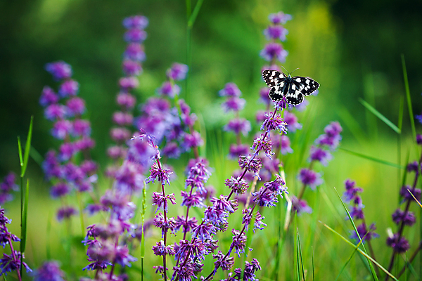 포토 JPG 해외이미지 응시 꽃잎 꽃 나비 곤충 패턴 날개 오렌지 자연 해바라기 바닥 사람없음 여름 컬러풀 뷰티 귀여움 정원 검은색 침묵 고요 봄 최고 우아함 달콤 만족 철새 거인 여왕 내추럴 수유 해외포토 식물 동물 시선 계절 감정 컬러 컨셉 무늬 과일 조류 소리 맛 생태계 파일형식 이미지허브