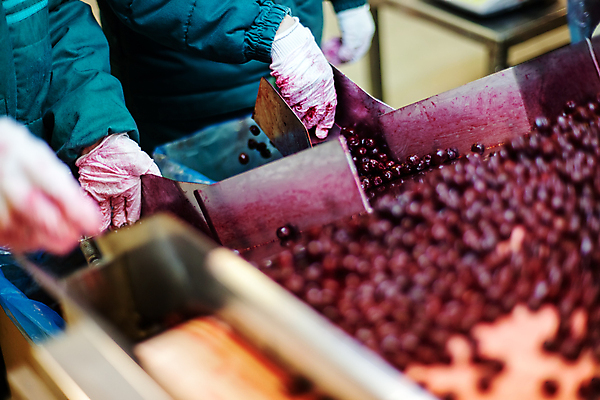 포토 JPG 해외이미지 손 장갑 신체부위 냉동 기계 잡기 체리 제조 소프트포커스 분류 식품공장 냉동식품 해외포토 잡화 음식 과일 공장 모션 촬영기법 사람 파일형식 이미지허브