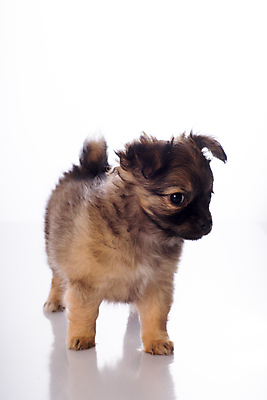 포토 JPG 해외이미지 동물 새끼 포유류 털 서기 사람없음 반려동물 귀여움 흰색 개 강아지 작음 흰배경 귀 치와와 송곳니 고립 기르기 유래 해외포토 컬러 백그라운드 컨셉 모션 신체부위 치아 크기 돌봄 파일형식 이미지허브