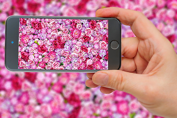 포토 JPG 해외이미지 클립아트 식물 디자인 꽃 선 분홍색 꽃다발 백그라운드 꽃무늬 패턴 일러스트 자연 벽지 추상 미술 사람없음 그래픽 장식 빨간색 초록색 여름 컬러풀 뷰티 유행 수확 벚꽃 직물 우아함 바느질 천 배열 그림 질감 수공예 해외포토 계절 컬러 컨셉 무늬 농업 문화예술 공예 생태계 파일형식 이미지허브