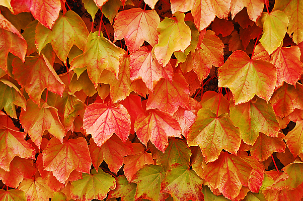 포토 JPG 해외이미지 나무 식물 계절 잎 오렌지 자연 사람없음 정원 가을 해외포토 과일 생태계 파일형식 이미지허브