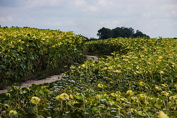 포토 JPG 해외이미지 식물 계절 꽃 도로 음식 줄기 백그라운드 밭 농업 자연 하늘 해바라기 건조 건강 씨앗 사람없음 야외 초록색 파란색 컬러풀 농장 노란색 정원 일몰 수확 벚꽃 시골 큼 땅 준비 시들음 8월 내추럴 밭일 숙성 해외포토 산업 길 컬러 교통시설 노을 날짜 크기 생태계 파일형식 이미지허브