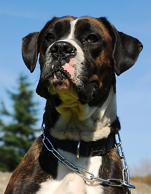 포토 JPG 해외이미지 1 여자 남자 포유류 자연 하늘 사람없음 야외 파란색 갈색 개 송곳니 유래 경비견 해외포토 동물 컬러 사람 치아 생태계 파일형식 이미지허브