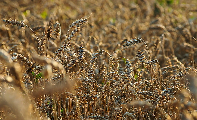 포토 JPG 해외이미지 식물 계절 음식 빵 줄기 백그라운드 밭 농업 자연 건조 씨앗 사람없음 야외 농작물 햇빛 농장 농경지 노란색 환경 수확 성장 시골 황금 낟알 땅 시리얼 밀 유기농 보리 귀 밀짚 내추럴 밭일 숙성 호밀 세련 해외포토 웰빙 산업 컬러 곡류 신체부위 태양 짚 생태계 파일형식 이미지허브
