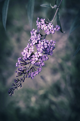 포토 JPG 해외이미지 식물 디자인 계절 꽃잎 꽃 백그라운드 잎 꽃무늬 자연 사람없음 장식 가로 뷰티 보라색 시골 개화 그룹 고급 닫기 질감 강렬 스타일 카피스페이스 해외포토 컬러 컨셉 무늬 모션 공백 생태계 파일형식 이미지허브