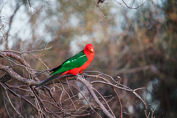포토 JPG 해외이미지 나무 동물 공원 여자 남자 야생동물 백그라운드 날개 자연 조류 사람없음 야외 빨간색 초록색 물 컬러풀 뷰티 나뭇가지 호주 왕 열대우림 깃털 부리 앵무새 내추럴 동물상 해외포토 자연요소 식물 공공시설 컬러 사람 조형물 오세아니아 숲 생태계 파일형식 이미지허브