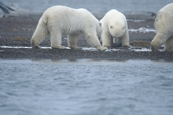 포토 JPG 해외이미지 주간 야생동물 곰 세마리 사람없음 야외 북극곰 백곰 해외포토 자연요소 동물 포유류 3 파일형식 이미지허브