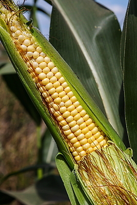 포토 JPG 해외이미지 식물 계절 음식 백그라운드 잎 밭 농업 다이어트 채소 자연 하늘 건강 옥수수 씨앗 사람없음 초록색 여름 농작물 태양 농장 노란색 환경 상점 활발 에너지 수확 성장 신선 황금 달콤 낟알 유기농 날것 비타민 내추럴 밭일 숙성 해외포토 자연요소 웰빙 산업 컬러 컨셉 곡류 맛 생태계 영양소 파일형식 이미지허브