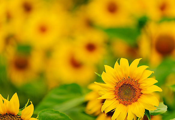 포토 JPG 해외이미지 주간 꽃밭 해바라기 풍경 사람없음 야외 아웃포커스 여름 해외포토 자연요소 계절 꽃 촬영기법 파일형식 이미지허브