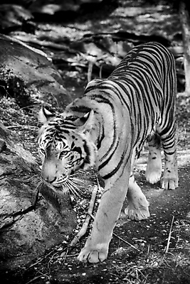 포토 JPG 해외이미지 동물 응시 시선 얼굴 야생동물 오렌지 포유류 아프리카 자연 털 동물원 사람없음 뷰티 머리 고양이 줄무늬 분노 표현 호랑이 닫기 위험 큼 사파리 사냥 육식동물 사냥꾼 표범 노려봄 공격적 시베리아 해외포토 직업 감정 나라 컨셉 무늬 과일 모션 표정 신체부위 반려동물 크기 생태계 파일형식 이미지허브