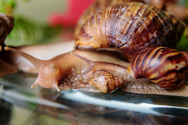 포토 JPG 해외이미지 새끼 실내 세마리 근접촬영 사람없음 아웃포커스 반사 작음 큼 해외포토 동물 뷰포인트 촬영기법 3 내부 크기 파일형식 이미지허브