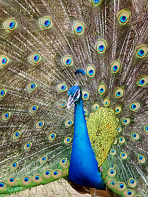 포토 JPG 해외이미지 태국 사람없음 펼침 우아함 공작 깃털 꼬리 해외포토 아시아 컨셉 모션 조류 파일형식 이미지허브