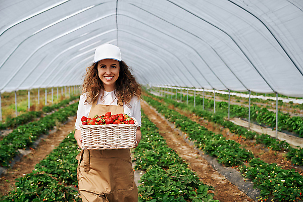 포토 JPG 해외이미지 여자 열매 밭 농업 과일 딸기 노동자 갈색머리 한명 미소 농장 바구니 앞치마 수확 성장 신선 수집 유기농 원예 내추럴 밭일 심기 온실 캡모자 해외포토 식물 직업 모자_잡화 1 헤어스타일 웰빙 산업 모션 표정 사람 취미 파일형식 이미지허브