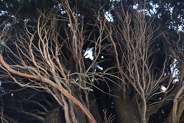포토 JPG 해외이미지 나무 식물 구름 계절 공원 꽃 실루엣 줄기 백그라운드 잎 겨울 꽃무늬 자연 하늘 사람없음 초록색 여름 새싹 환경 검은색 봄 회색 추위 흰색 나뭇가지 신선 밤 숲 질감 보케 생태학 어려움 해외포토 자연요소 공공시설 교육 컬러 무늬 촬영기법 견과류 생태계 파일형식 이미지허브