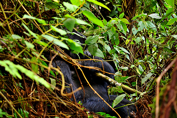 포토 JPG 해외이미지 동물 공원 남자 얼굴 야생동물 포유류 가족 아프리카 자연 산 털 동물원 종류 앉기 사람없음 초록색 검은색 힘 원숭이 아기 그룹 황무지 숲 큼 열대우림 사파리 멸종 유인원 고릴라 르완다 우간다 전국 콩고 힘찬 해외포토 공공시설 나라 컬러 컨셉 관계 모션 사람 신체부위 크기 생태계 파일형식 이미지허브