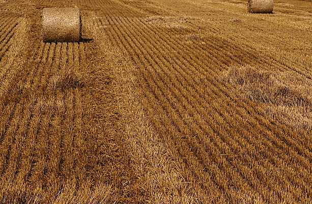 포토 JPG 해외이미지 식물 계절 음식 빵 줄기 백그라운드 밭 농업 자연 하늘 건조 잔디 사람없음 야외 옆모습 초록색 농작물 농장 농경지 노란색 수확 시골 황금 낟알 땅 자르기 시리얼 밀 밀짚 땅바닥 밭일 숙성 호밀 해외포토 산업 뷰포인트 컬러 모션 곡류 바닥 짚 생태계 파일형식 이미지허브
