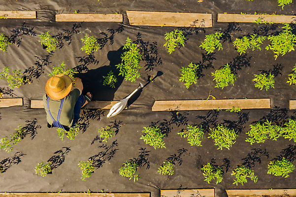 포토 JPG 해외이미지 식물 라이프스타일 음식 백그라운드 밭 농업 자연 노동자 사람없음 야외 초록색 농작물 하이앵글 농장 마을 환경 정원 수확 시골 신선 업무 농부 정상 땅 그림 유기농 원예 내추럴 드론 땅바닥 해외포토 직업 웰빙 산업 뷰포인트 컬러 바닥 취미 생활 작업 생태계 파일형식 이미지허브