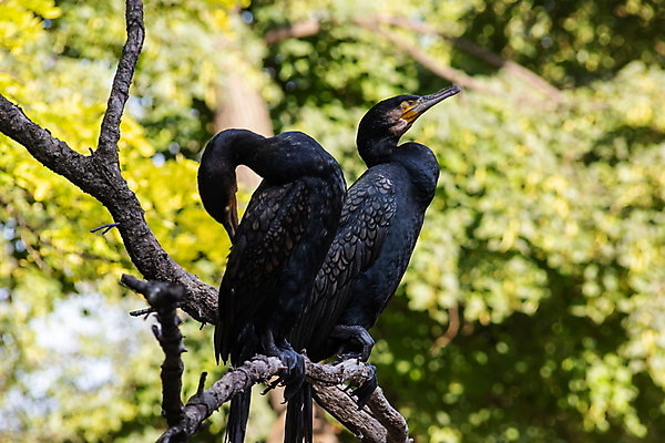 포토 JPG 해외이미지 나무 동물 공원 호수 야생동물 바다 백그라운드 날개 자연 조류 앉기 사람없음 야외 초록색 물 파란색 뷰티 갈색 환경 검은색 나뭇가지 연못 깃털 부리 물새 내추럴 고립 동물상 프랑크푸르트 해외포토 자연요소 식물 공공시설 컬러 모션 독일 조형물 도시 생태계 파일형식 이미지허브