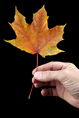 포토 JPG 해외이미지 손 계절 잎 오렌지 사람없음 빨간색 초록색 노란색 검은색 가을 그룹 유지 해외포토 식물 컬러 과일 신체부위 파일형식 이미지허브