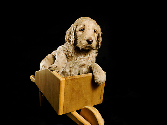 포토 JPG 해외이미지 동물 1 응시 행복 새끼 포유류 털 앉기 사람없음 반려동물 우주 황금 개 리트리버 강아지 선탠 작음 잡종 송곳니 섞기 유래 해외포토 시선 감정 모션 치아 크기 파일형식 이미지허브