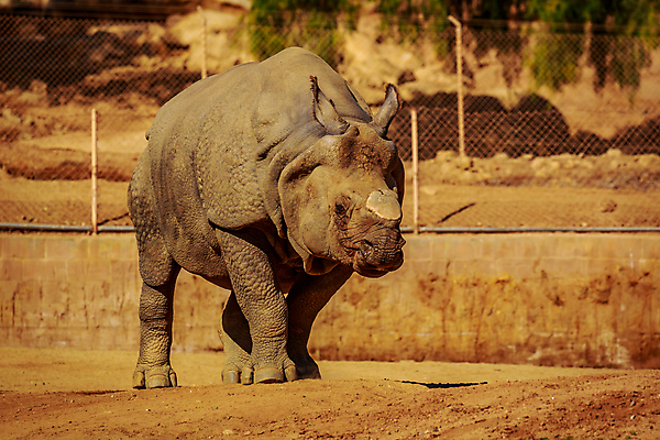 포토 JPG 해외이미지 동물 북아메리카 포유류 사람없음 야외 가로 컬러풀 미국 캘리포니아 코뿔소 해외포토 컬러 아메리카 파일형식 이미지허브