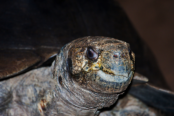 포토 JPG 해외이미지 동물 얼굴 야생동물 백그라운드 잎 파충류 자연 건조 건강 저울 종류 미소 사람없음 초록색 환경 껍질 행운 닫기 거북이 보호 큼 땅 먹기 피부 싱글 에콰도르 갈라파고스 멸종 느림 거인 고립 동물상 옛날 해골모형 혼자 노화 해외포토 식물 컬러 컨셉 모션 표정 신체부위 조형물 모형 남아메리카 크기 생태계 파일형식 이미지허브