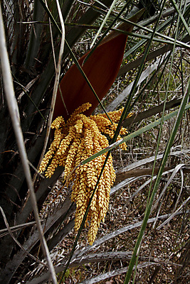포토 JPG 해외이미지 식물 음식 잎 농업 채소 과일 재료 자연 건강 씨앗 사람없음 초록색 신선 유기농 날것 코코넛 내추럴 채식주의자 해외포토 웰빙 산업 컬러 생태계 채식 파일형식 이미지허브