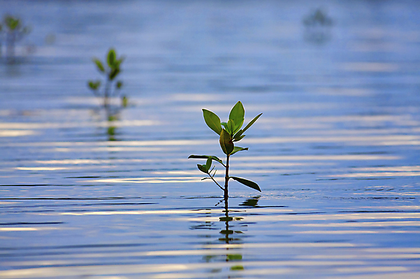 포토 JPG 해외이미지 나무 식물 실루엣 호수 파도 바다 줄기 섬 백그라운드 잎 자연 하늘 열대 미술 사람없음 초록색 물 강 햇빛 반사 일출 일몰 새벽 나뭇가지 만 숲 뿌리 점토 석호 내추럴 묘목 코스타리카 해외포토 자연요소 컬러 문화예술 촬영기법 태양 노을 중앙아메리카 생태계 파일형식 이미지허브