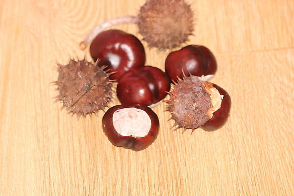 포토 JPG 해외이미지 식물 계절 음식 백그라운드 단풍 낙엽 크리스마스 과일 재료 자연 건강 씨앗 사람없음 목재 초록색 갈색 견과류 껍질 가을 신선 원형 가시 그룹 달콤 밤 굽기 피부 유기농 날것 스파이크 찌르기 10월 내추럴 고립 식용 채식주의자 맛있는 해외포토 도형 나무 웰빙 기념일 컬러 잎 모션 신체부위 날짜 맛 구이 생태계 채식 파일형식 이미지허브