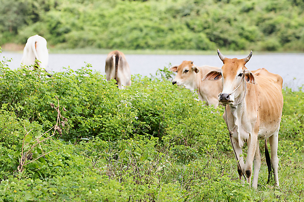 포토 JPG 해외이미지 동물 백그라운드 밭 농업 포유류 자연 뿔 풍경 초원 사람없음 농장 갈색 머리 검은색 가축 소고기 우유 흰색 시골 그룹 소 방목 황소 송아지 산악지대 고립 밭일 해외포토 산업 새끼 컬러 유제품 산 육류 신체부위 축산업 생태계 파일형식 이미지허브