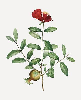 EPS 해외이미지 식물 일러스트 나뭇잎 사람없음 나뭇가지 빈티지 석류 석류나무 석류꽃 해외일러스트 나무 꽃 컨셉 잎 과일 파일형식 벡터 이미지허브