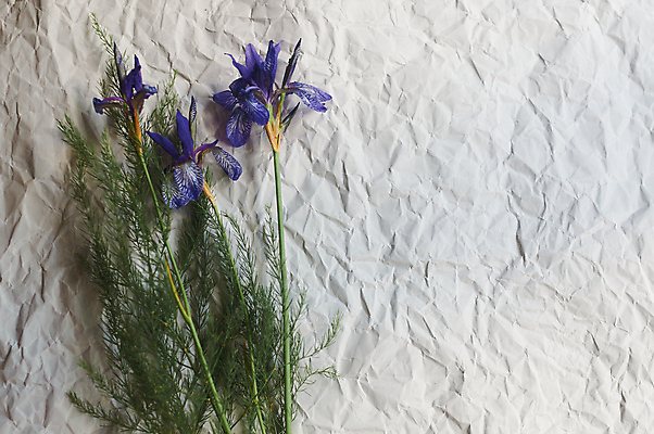 포토 JPG 해외이미지 식물 꽃 종이 꽃다발 백그라운드 잎 꽃무늬 농업 자연 건강 사람없음 초록색 뷰티 약 정원 보라색 봄 낭만 들꽃 수확 벚꽃 흰색 나뭇가지 신선 약초 다발 허브 제비꽃 보따리 원예 향기 아로마 아로마테라피 라벤더 내추럴 고립 구성 프로방스 해외포토 나무 계절 산업 컬러 컨셉 무늬 의학 취미 풀_식물 생태계 냄새 테라피 파일형식 이미지허브